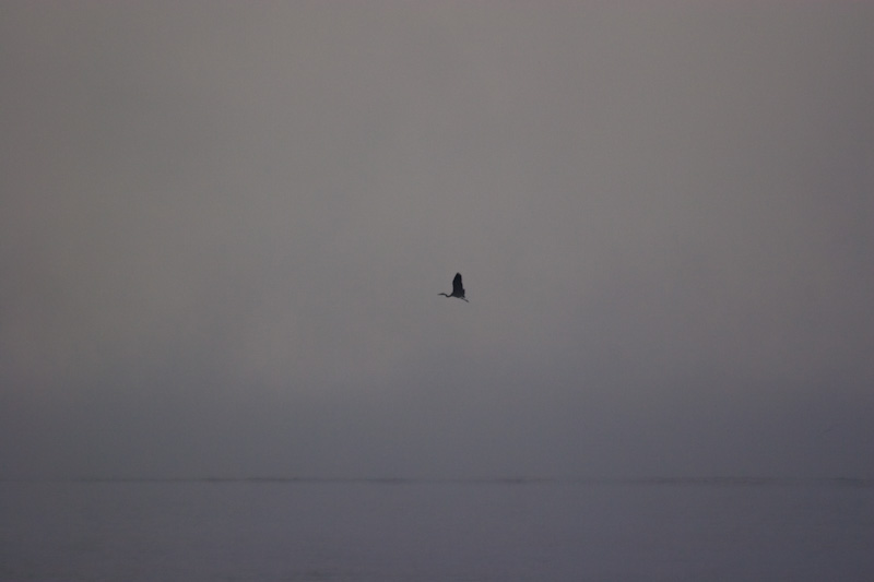 Great Blue Heron Flying Through Fog